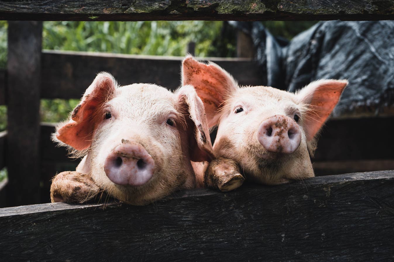 Вооруженные силы Швеции выплатят компенсацию свиньям, пострадавшим от шума во время авиашоу