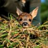 Спасенный волонтерами Sauvons Bambi детеныш косули в высокой траве.