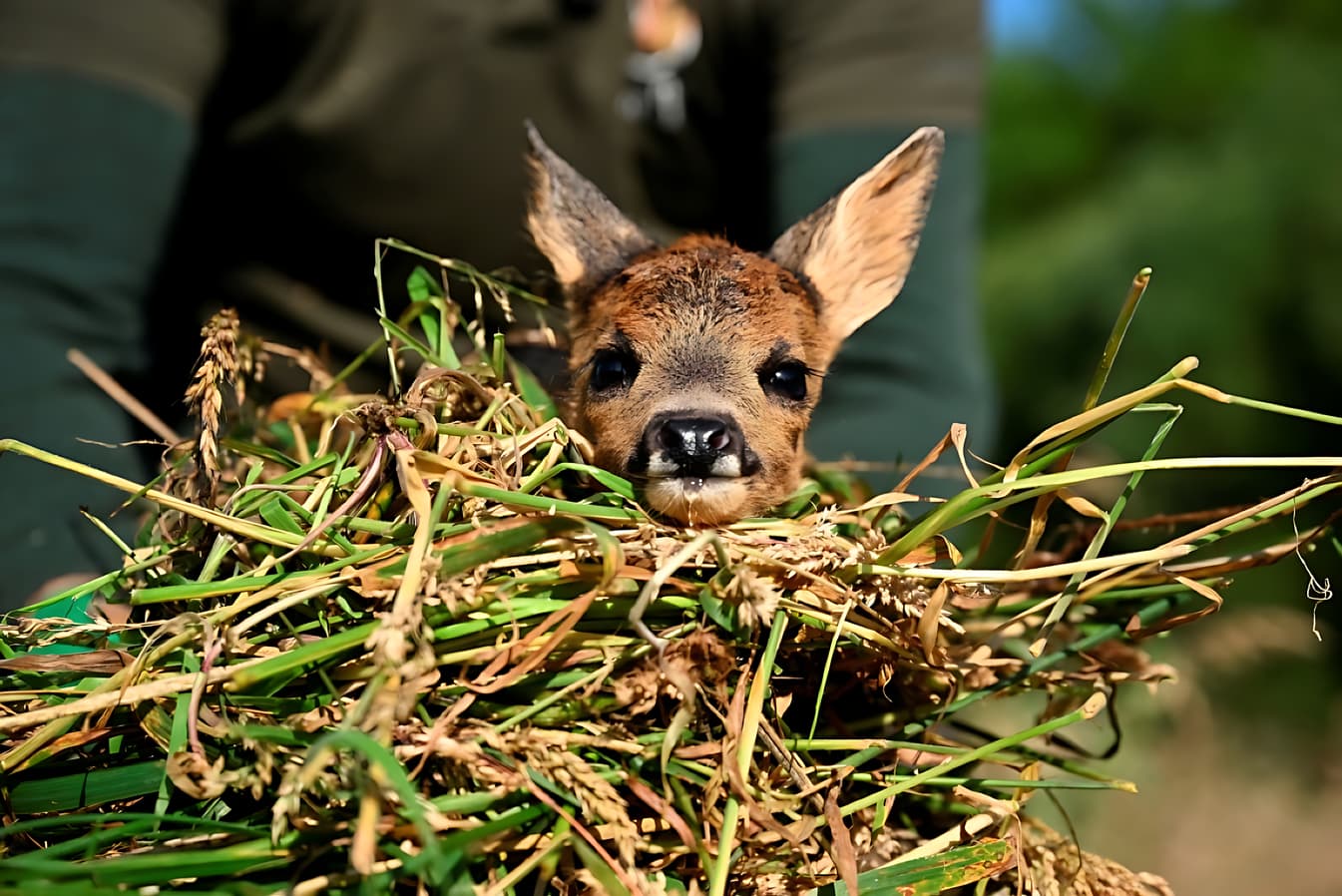Спасенный волонтерами Sauvons Bambi детеныш косули в высокой траве.